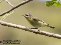 Vireo philadelphicus