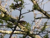 Campylorhynchus capistratus