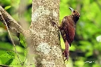 Dendrocolaptes sanctithomae