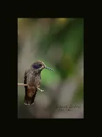 Colibri delphinae