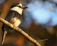 Notharchus hyperrhynchus