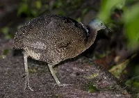 Nothocercus bonapartei