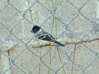 Sporophila morelleti