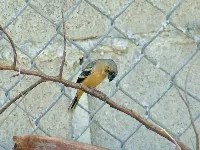 Sporophila morelleti