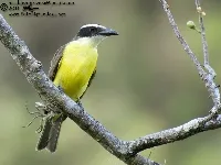 Megarynchus pitangua