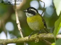 Chlorospingus pileatus