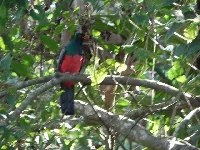 Trogon massena