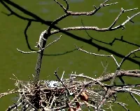 Cochlearius cochlearius