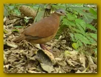 Zentrygon chiriquensis