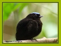 Lepidothrix coronata