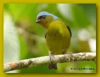 Chlorophonia elegantissima