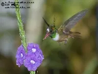 Lophornis adorabilis