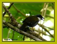 Arremon costaricensis