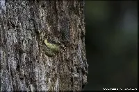 Pseudocolaptes lawrencii