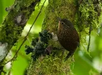 Premnoplex brunnescens