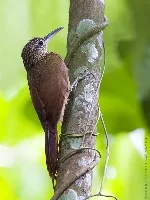 Xiphorhynchus susurrans