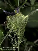 Campylopterus hemileucurus