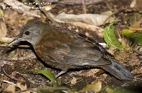 Sclerurus albigularis