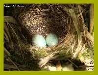 Catharus aurantiirostris