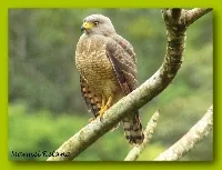 Rupornis magnirostris