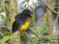 Phainoptila melanoxantha