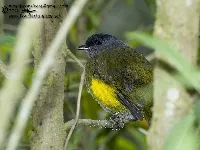 Phainoptila melanoxantha