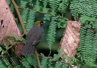 Mitrospingus cassinii