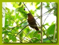 Tangara hormiguera coronirroja