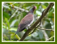 Patagioenas speciosa