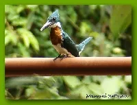 Chloroceryle amazona