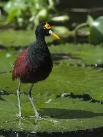Jacana spinosa