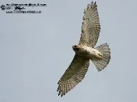 Buteo platypterus