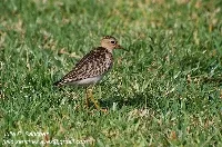 Calidris subruficollis