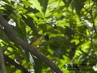 Cardellina canadensis