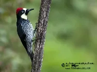 Melanerpes formicivorus