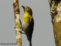 Vireo flavifrons