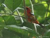 Cardenalito, tangara aliblanca