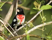 Pheucticus ludovicianus