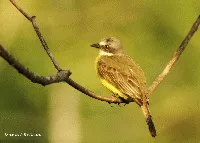 Myiozetetes granadensis