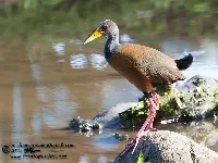 Aramides albiventris