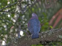 Patagioenas flavirostris