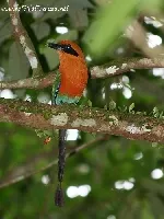 Baryphthengus martii