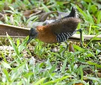 Laterallus albigularis