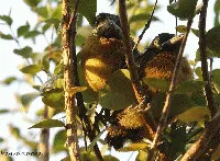 Ramphocelus passerinii