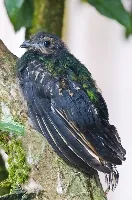 Pharomachrus mocinno