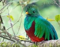 Pharomachrus mocinno