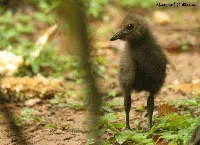 Aramides albiventris