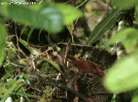 Syndactyla subalaris