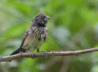 Passerina cyanea