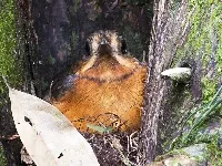 Grallaria guatimalensis